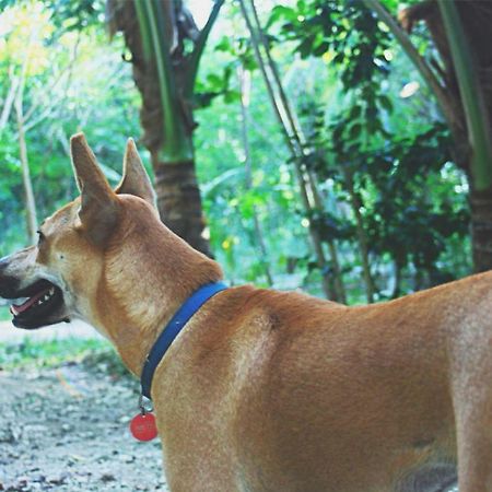Bohol Coco Farm Pansiyon Panglao Dış mekan fotoğraf